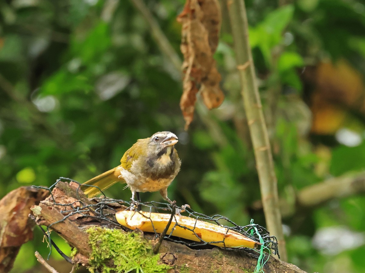 Buff-throated Saltator - ML624555673
