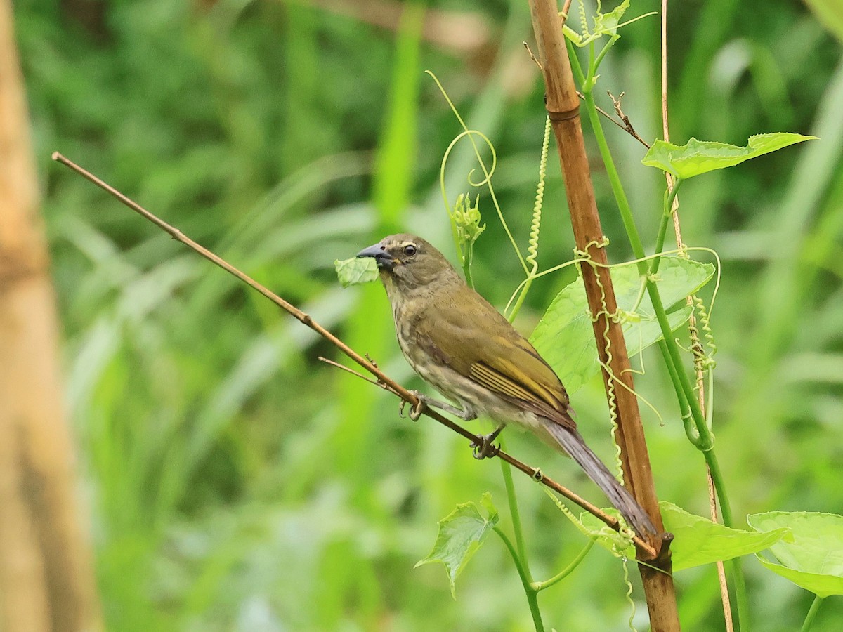 Streaked Saltator - ML624555678