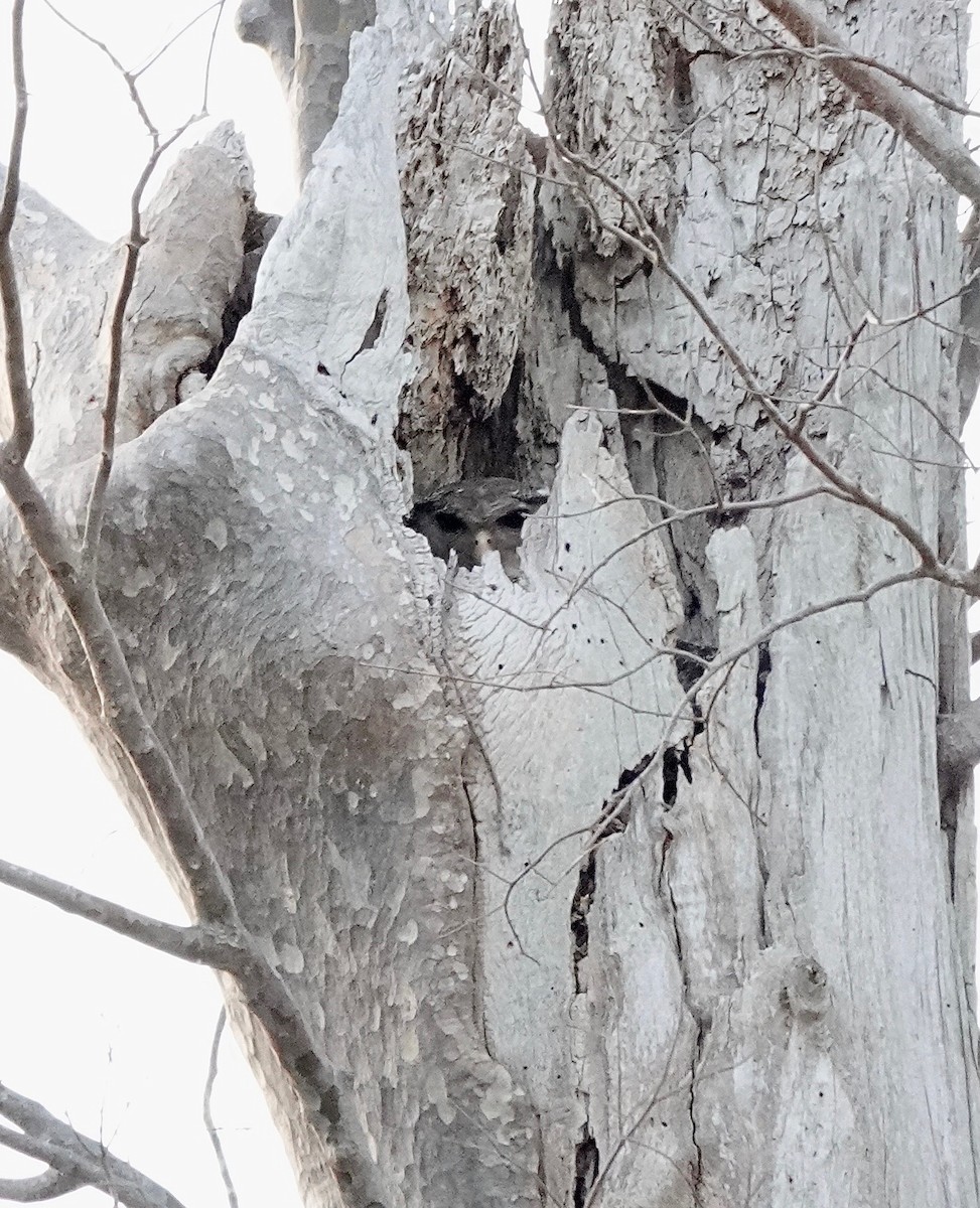 Spot-bellied Eagle-Owl - ML624555694