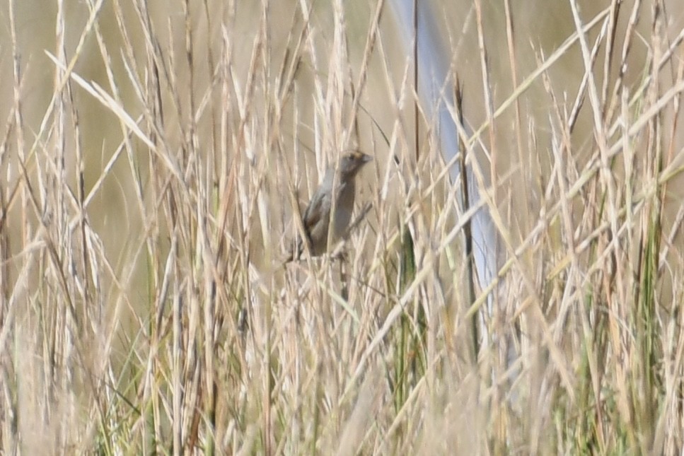Nelson's Sparrow (Atlantic Coast) - ML624555703