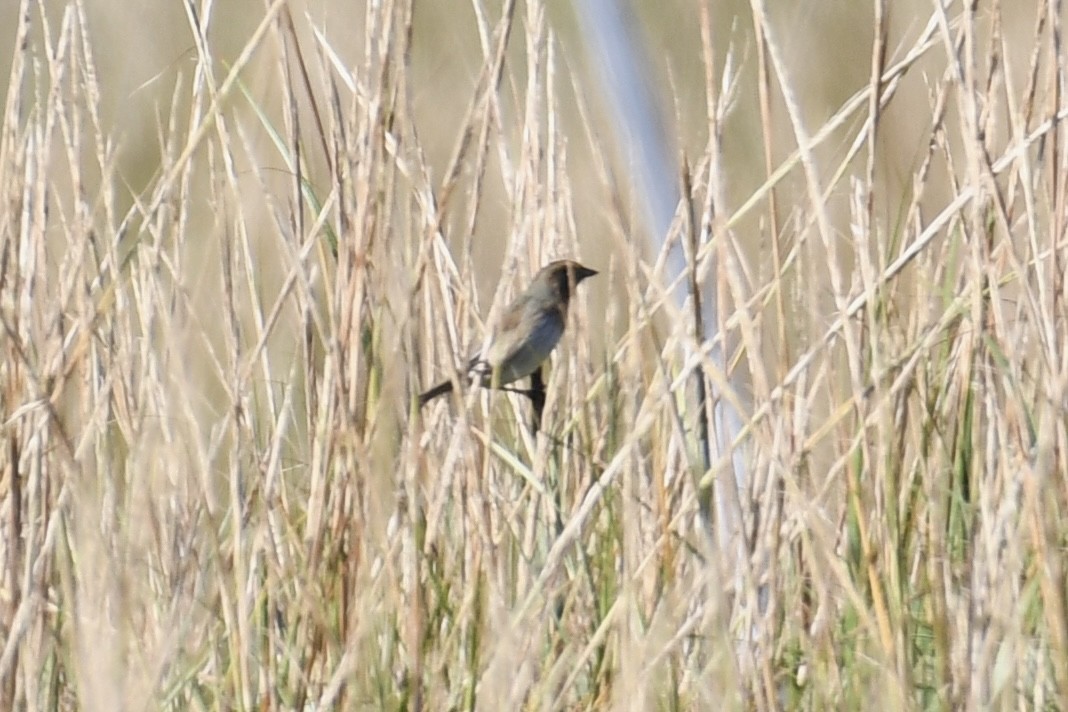 Nelson's Sparrow (Atlantic Coast) - ML624555704