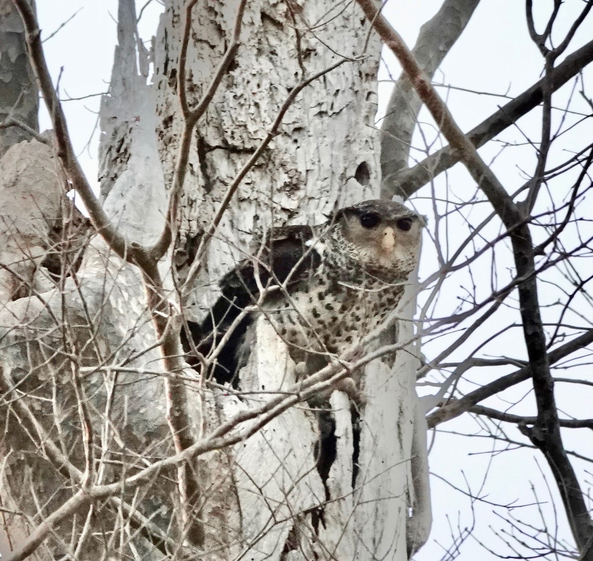 Spot-bellied Eagle-Owl - ML624555708