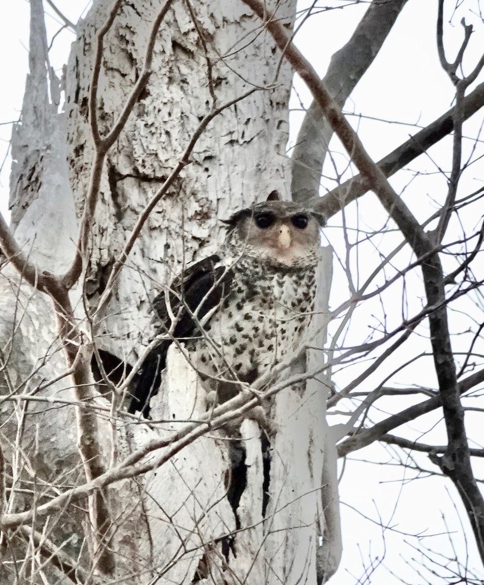 Spot-bellied Eagle-Owl - ML624555709