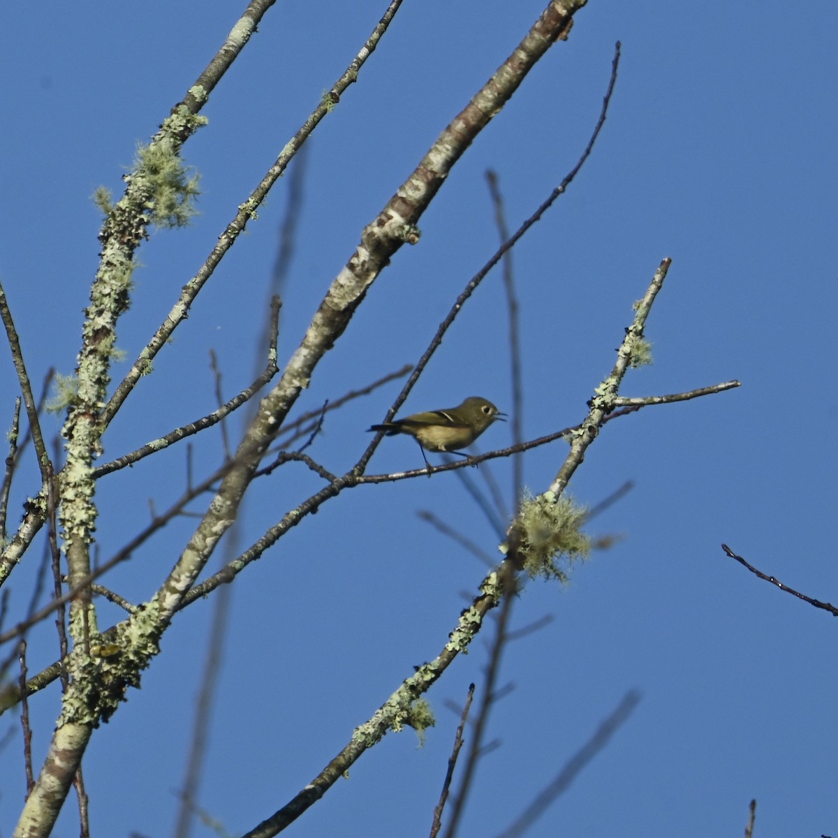 Ruby-crowned Kinglet - ML624555720