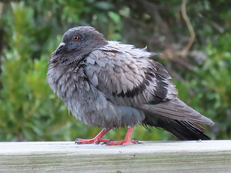 Rock Pigeon (Feral Pigeon) - ML624555763