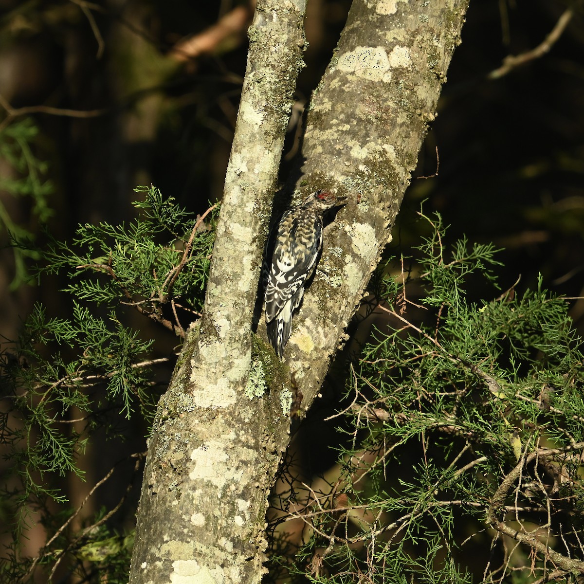 Yellow-bellied Sapsucker - ML624555787