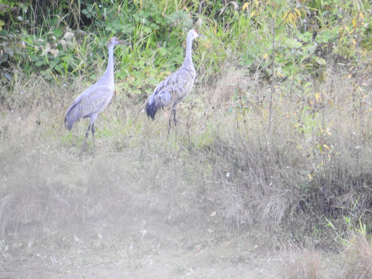 Sandhill Crane - Jody  Wells