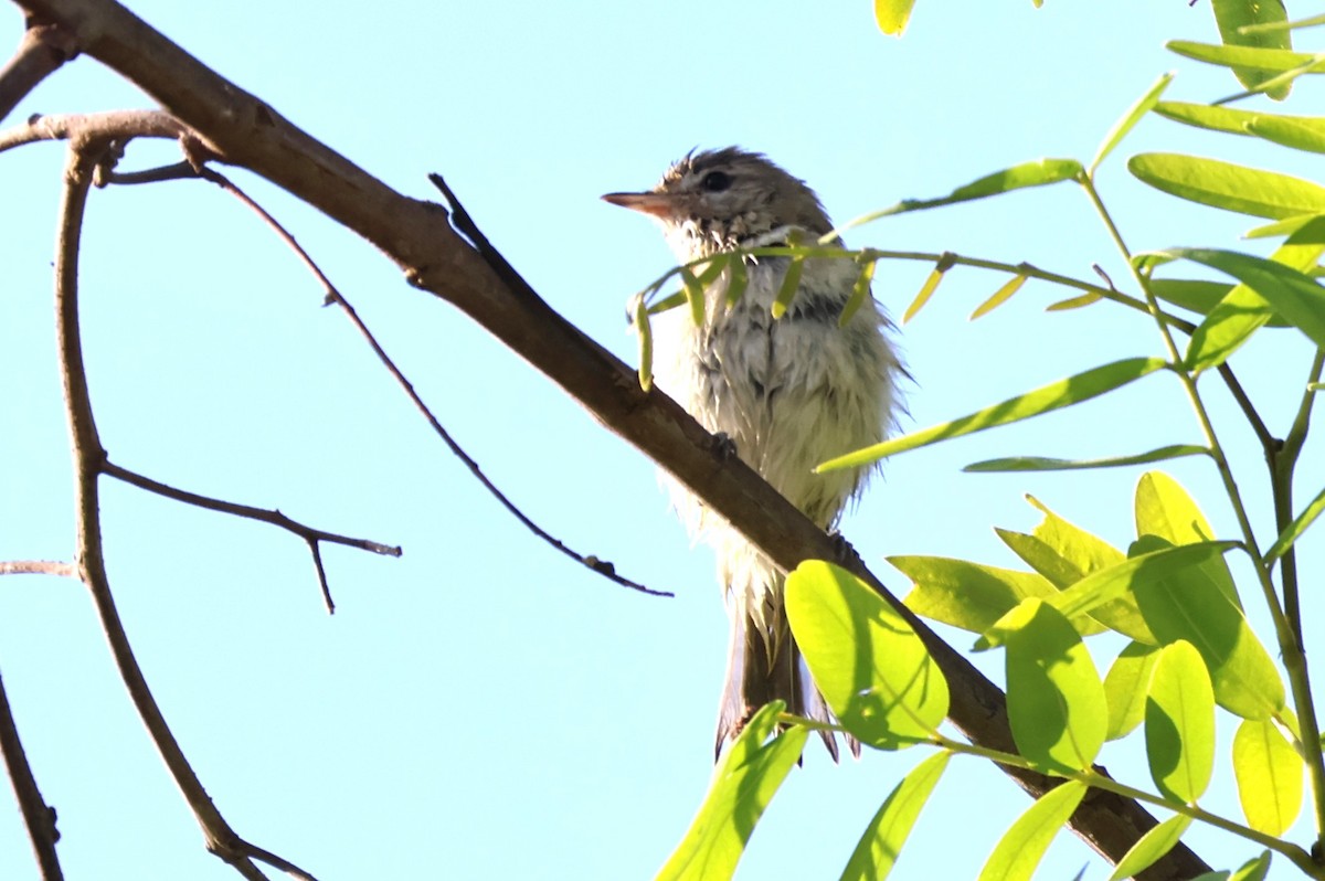 Warbling Vireo - Millie and Peter Thomas