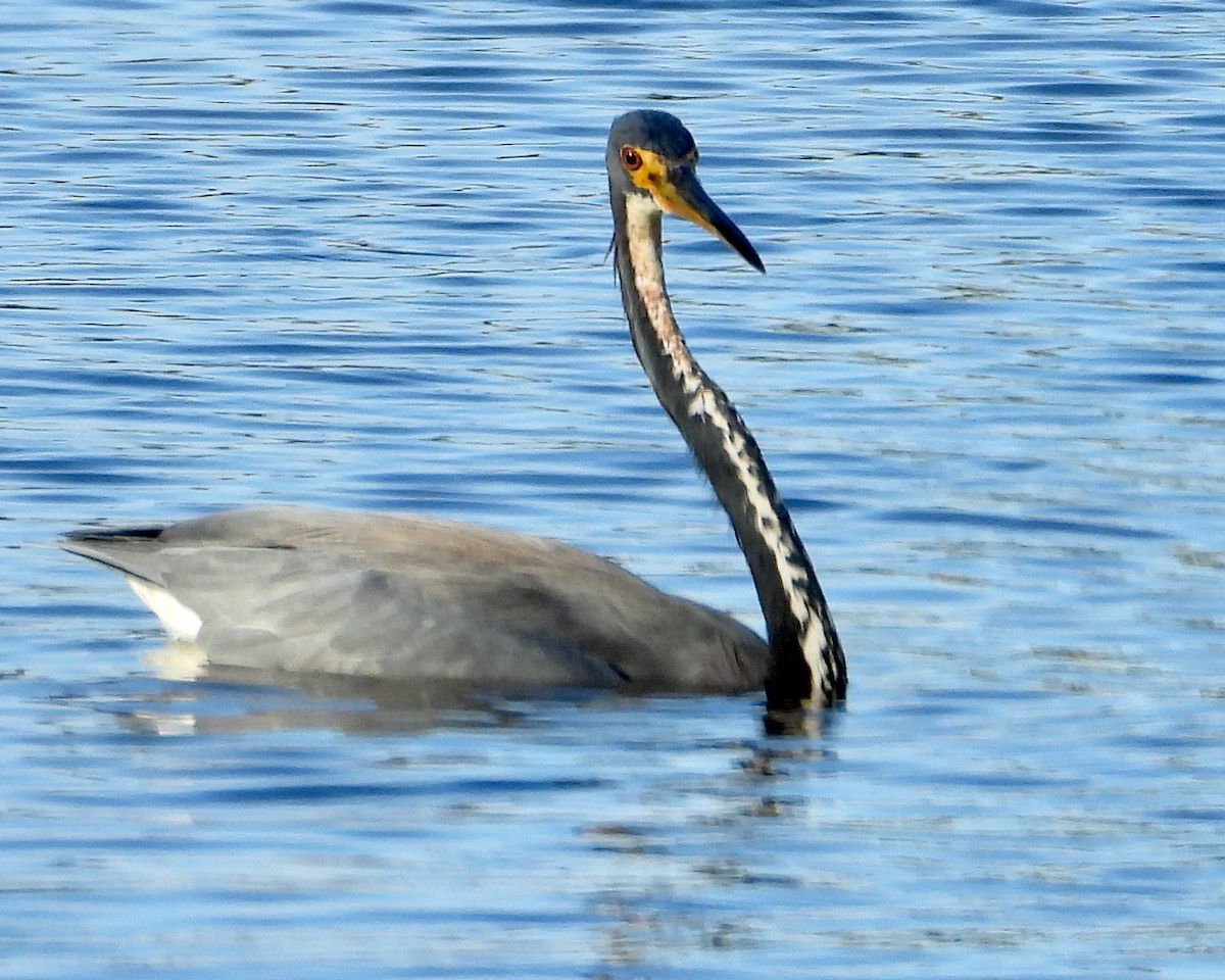 Tricolored Heron - ML624555802