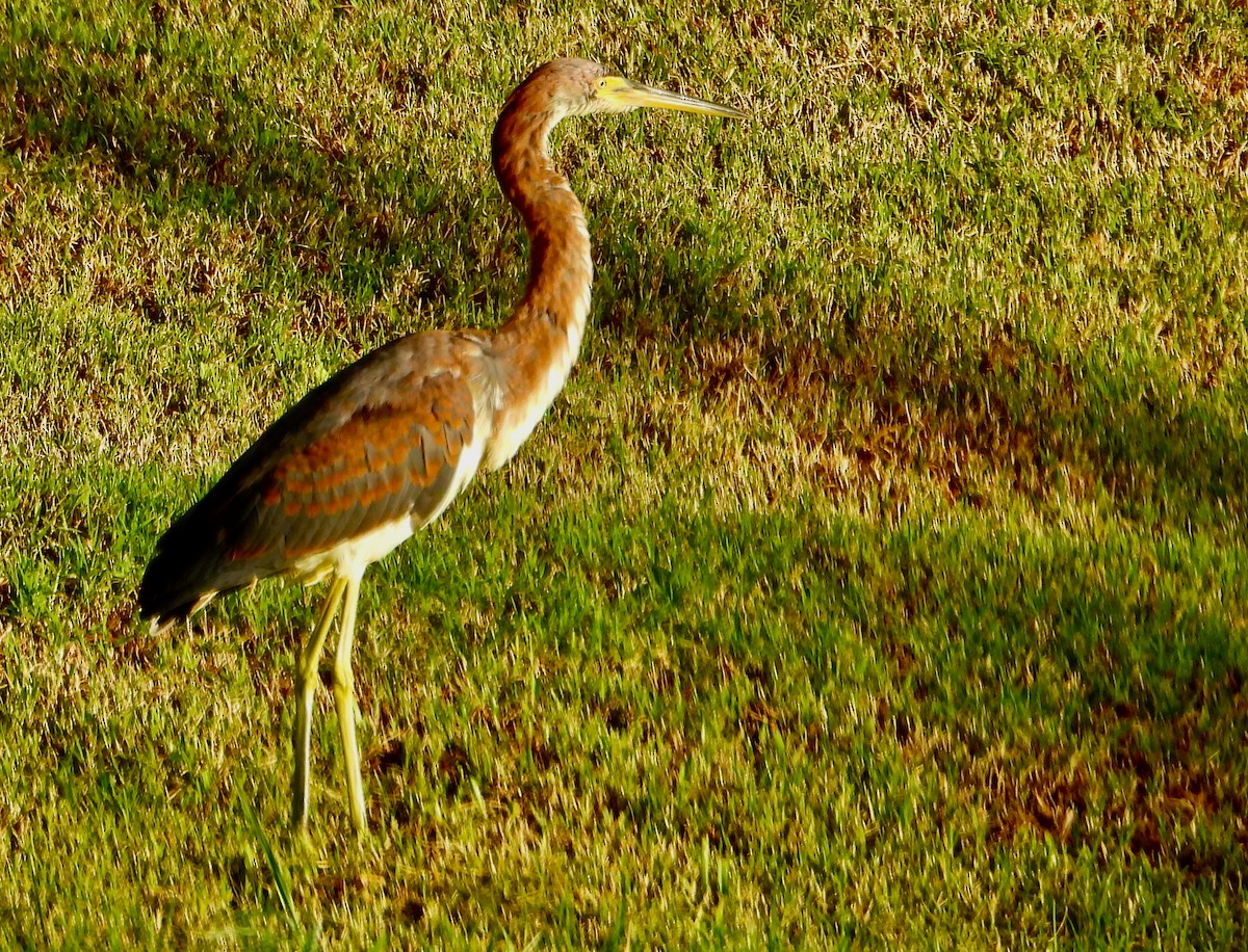 Tricolored Heron - ML624555803