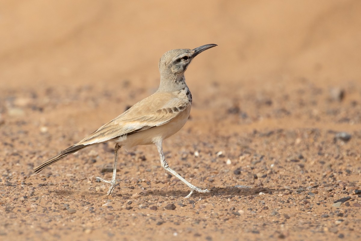 Greater Hoopoe-Lark - ML624555804