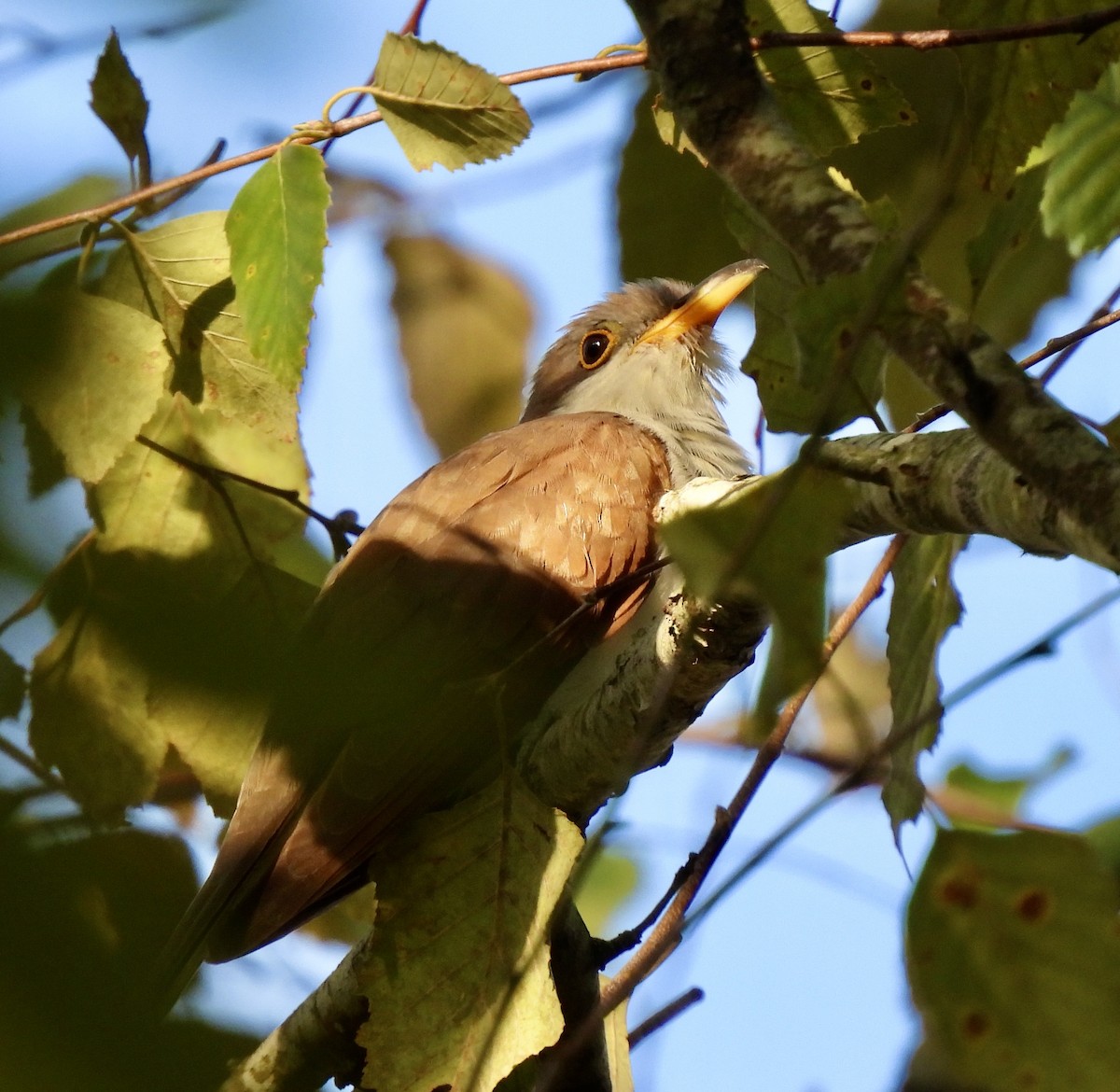 Yellow-billed Cuckoo - ML624555805