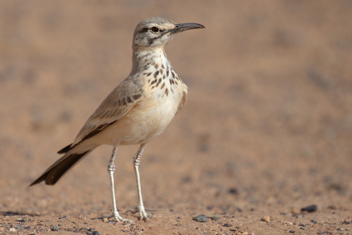 Greater Hoopoe-Lark - ML624555806