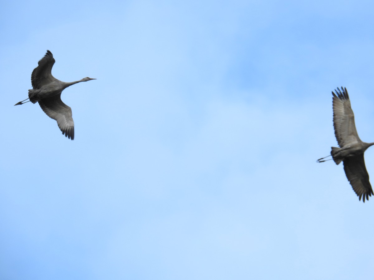 Sandhill Crane - ML624555815