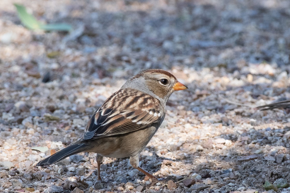 White-crowned Sparrow - ML624555816