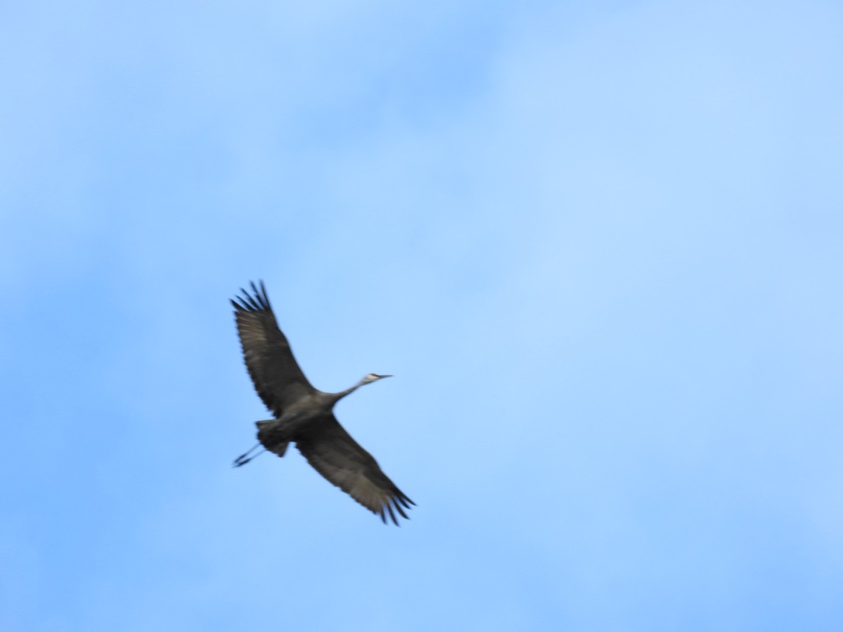 Sandhill Crane - ML624555817