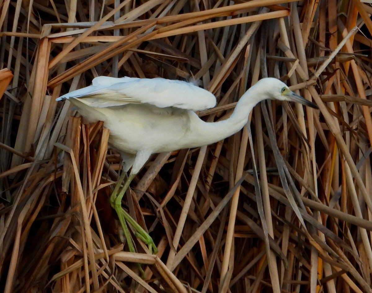 Snowy Egret - ML624555818