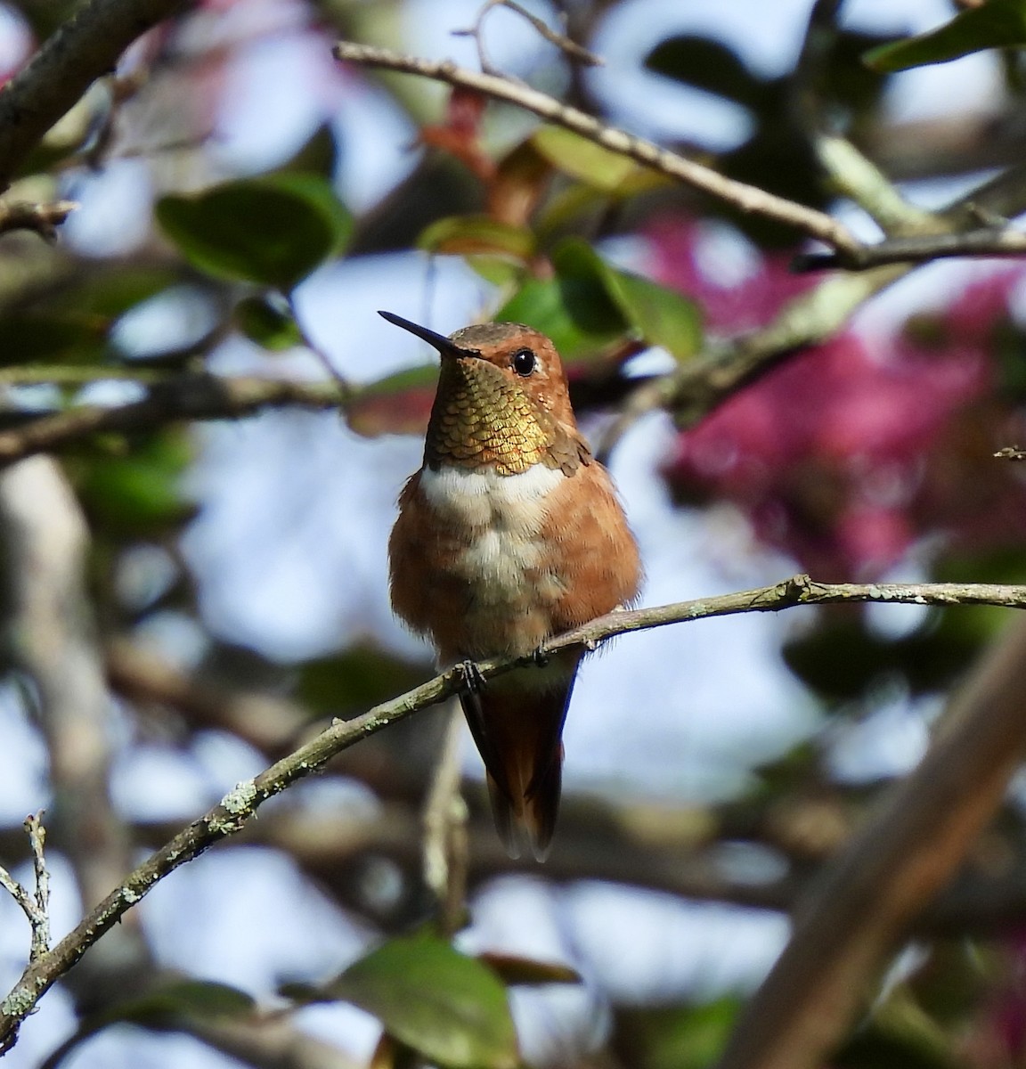 Rufous Hummingbird - ML624555819