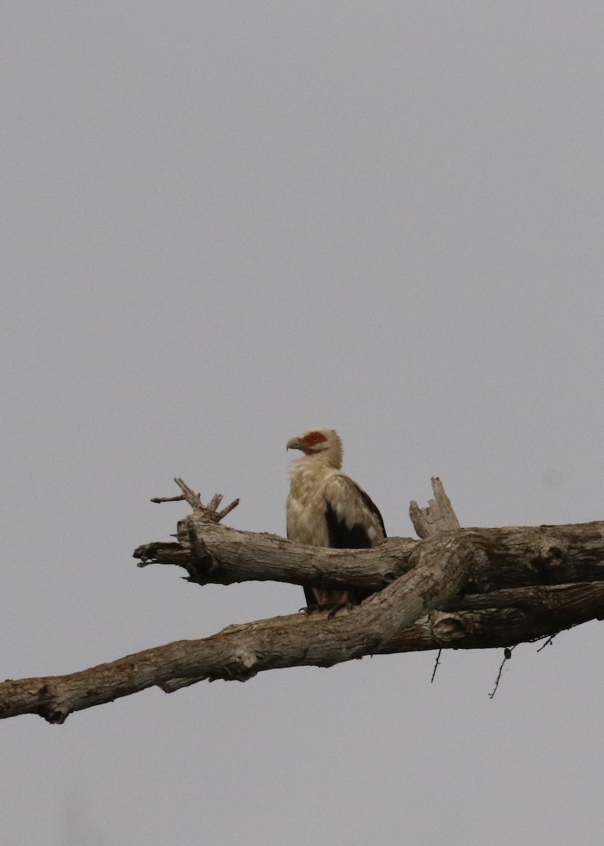 Palm-nut Vulture - ML624555820