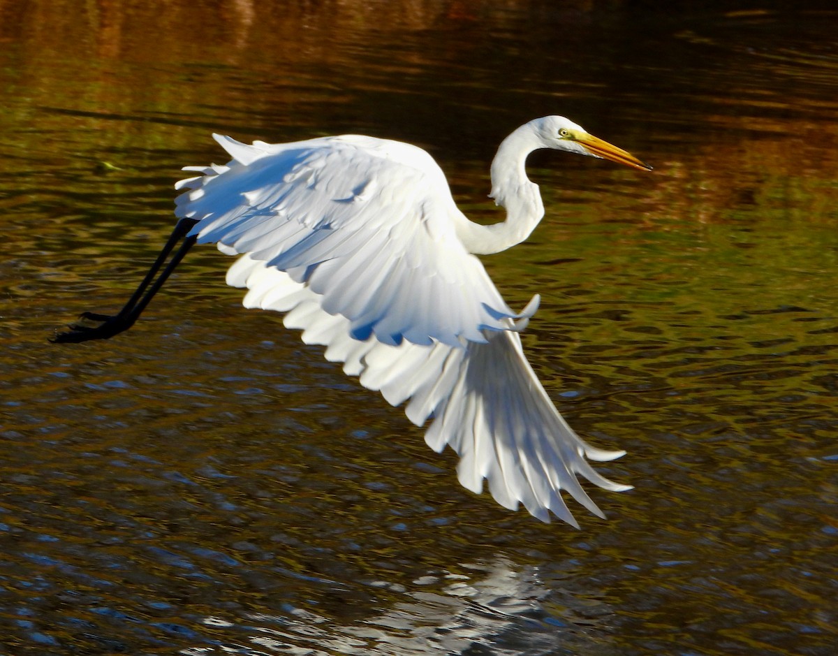 Great Egret - ML624555821