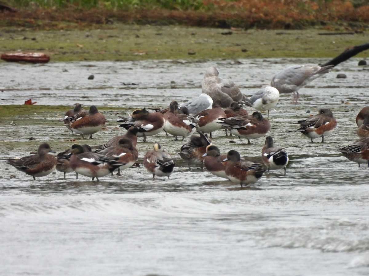 American Wigeon - Mark Stevens