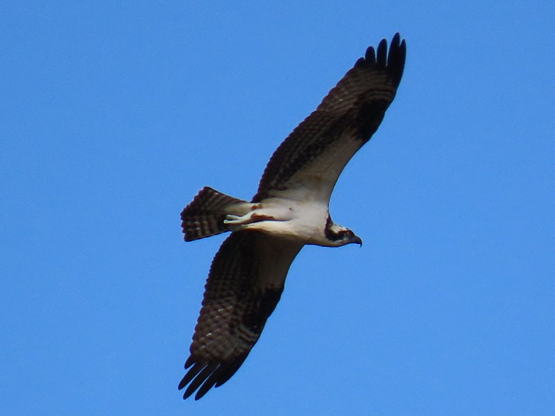 Osprey (carolinensis) - ML624555823