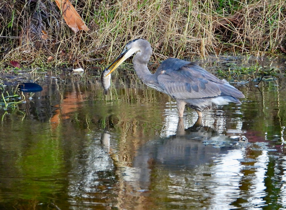 Great Blue Heron - ML624555826