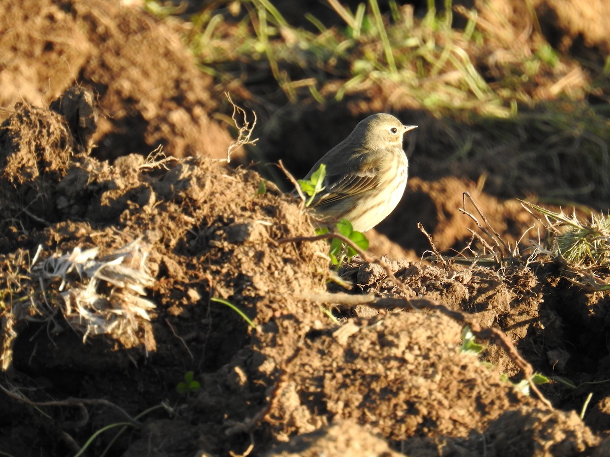 American Pipit - ML624555827