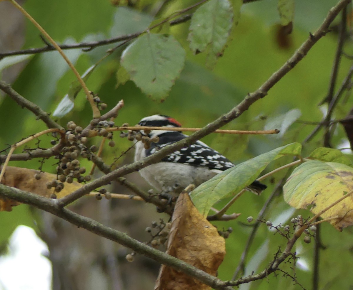 Downy Woodpecker - ML624555829