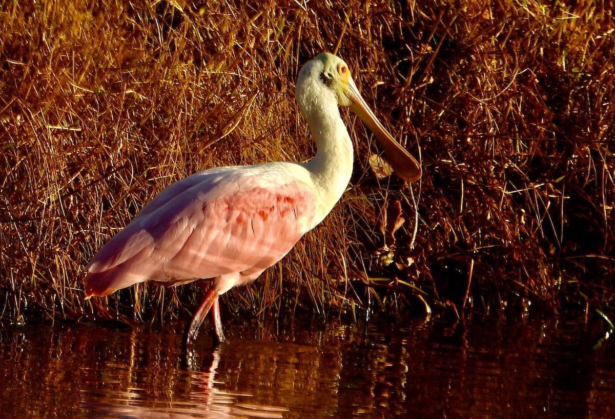 Roseate Spoonbill - ML624555831