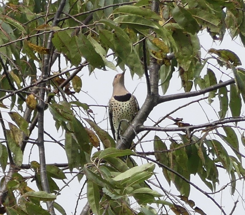 Northern Flicker - ML624555832