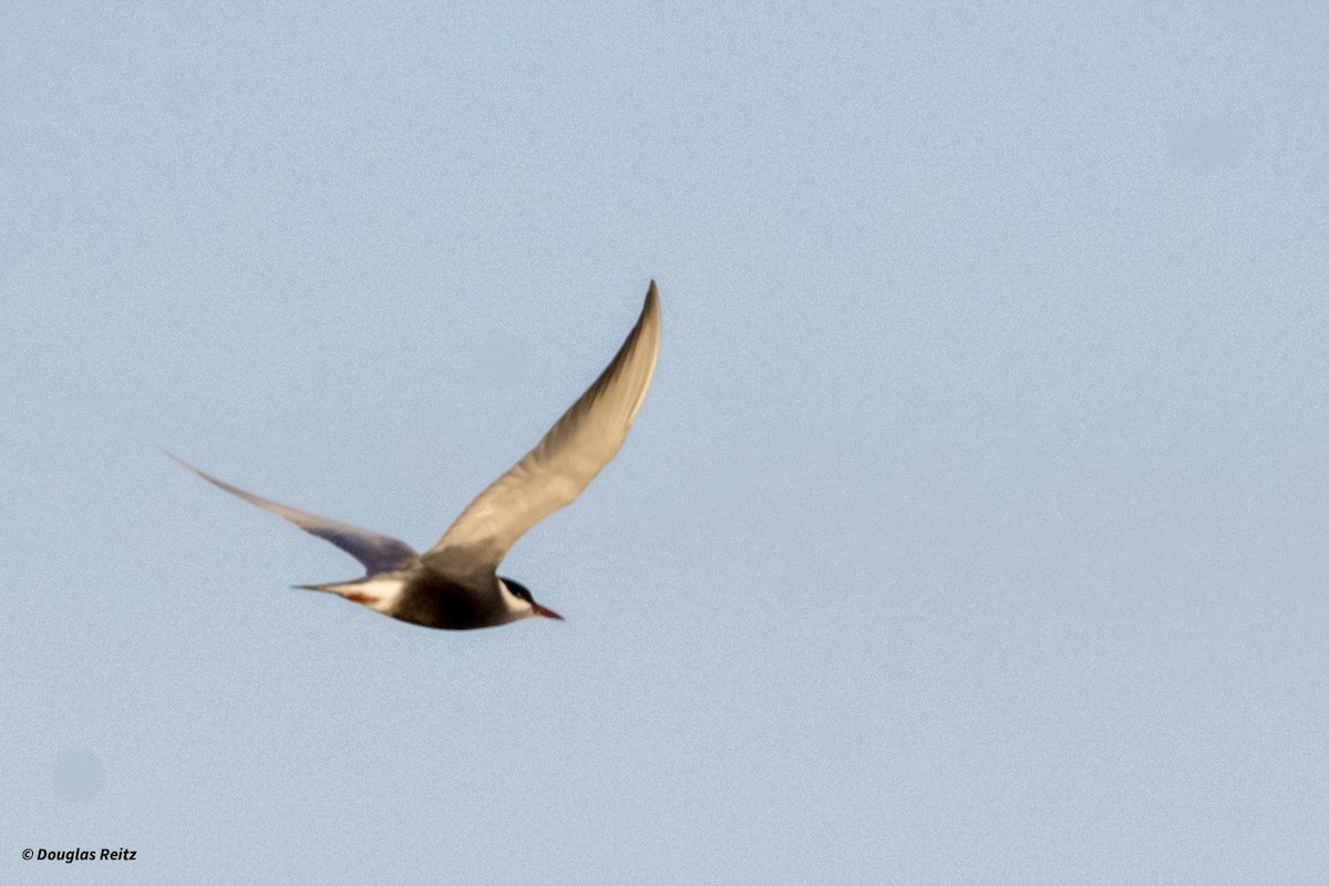 Whiskered Tern - ML624555834