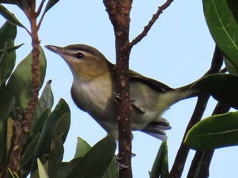 Red-eyed Vireo - ML624555837