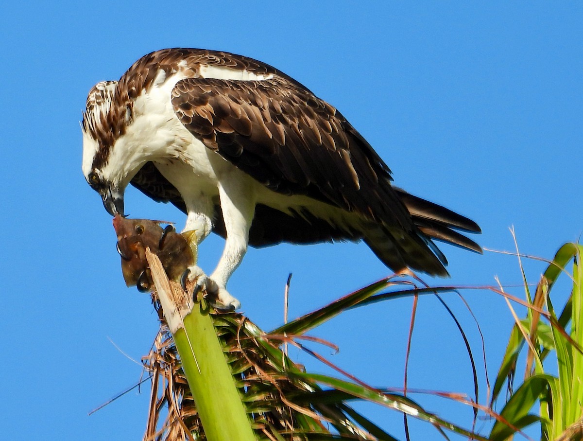 Osprey - ML624555838