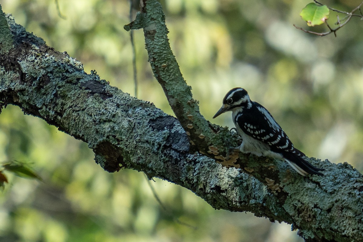 Hairy Woodpecker - ML624555839