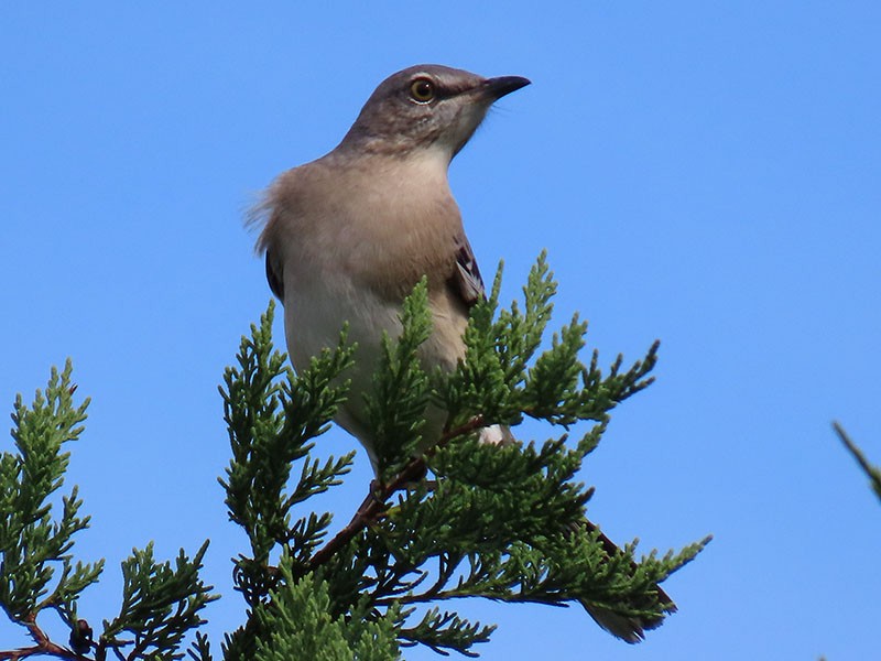 Northern Mockingbird - ML624555850