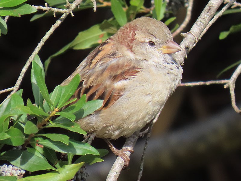 House Sparrow - ML624555861