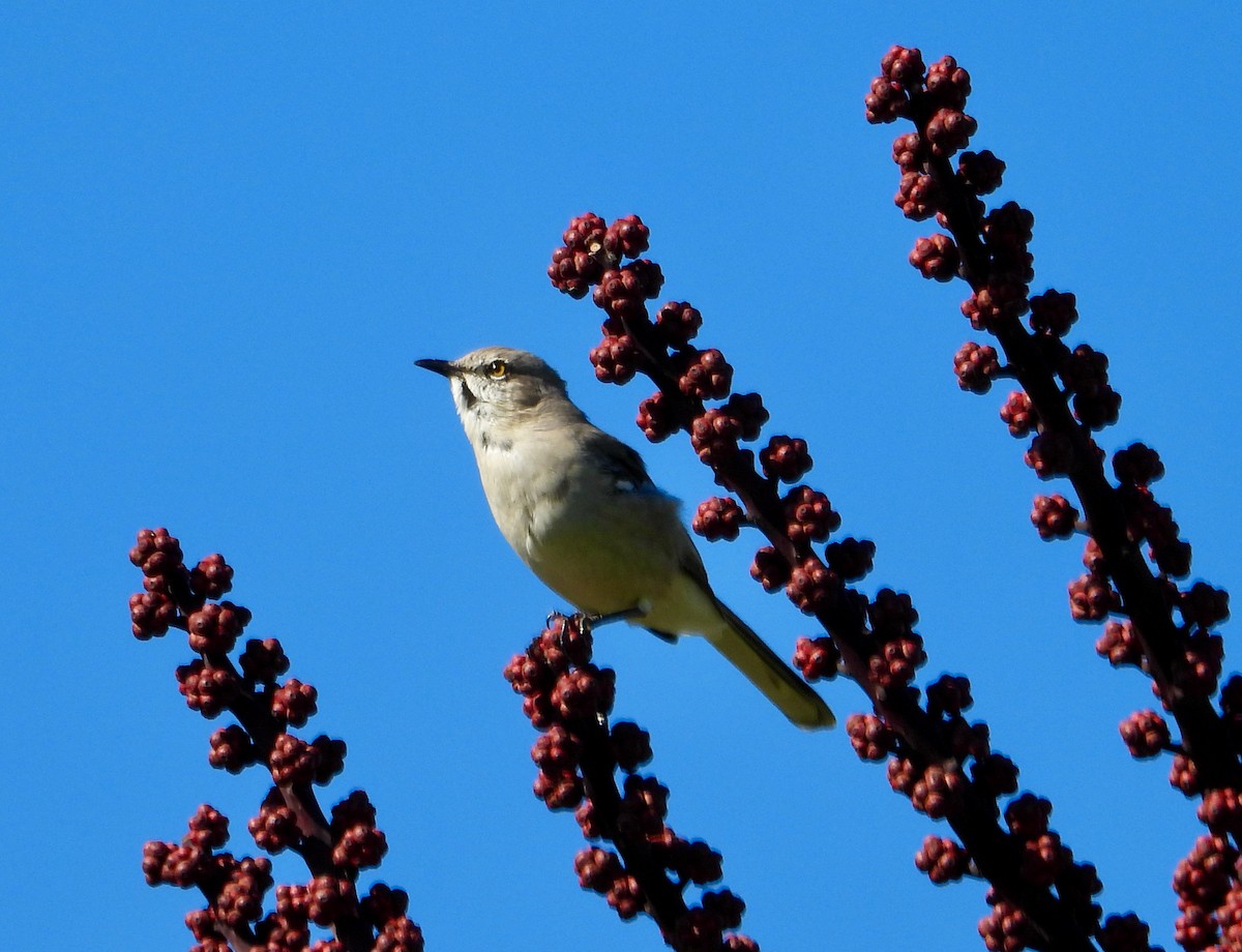 Northern Mockingbird - ML624555868