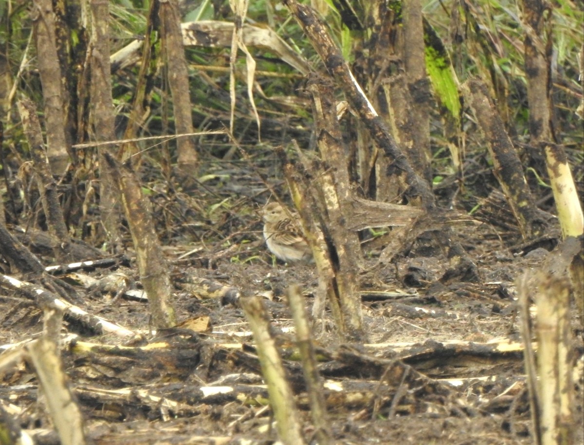 Greater Short-toed Lark - ML624555876