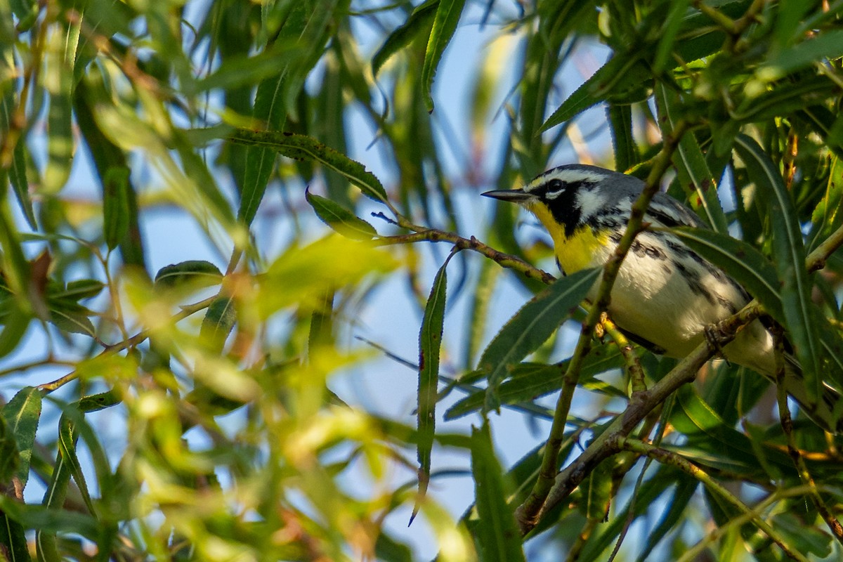 Yellow-throated Warbler - ML624555877