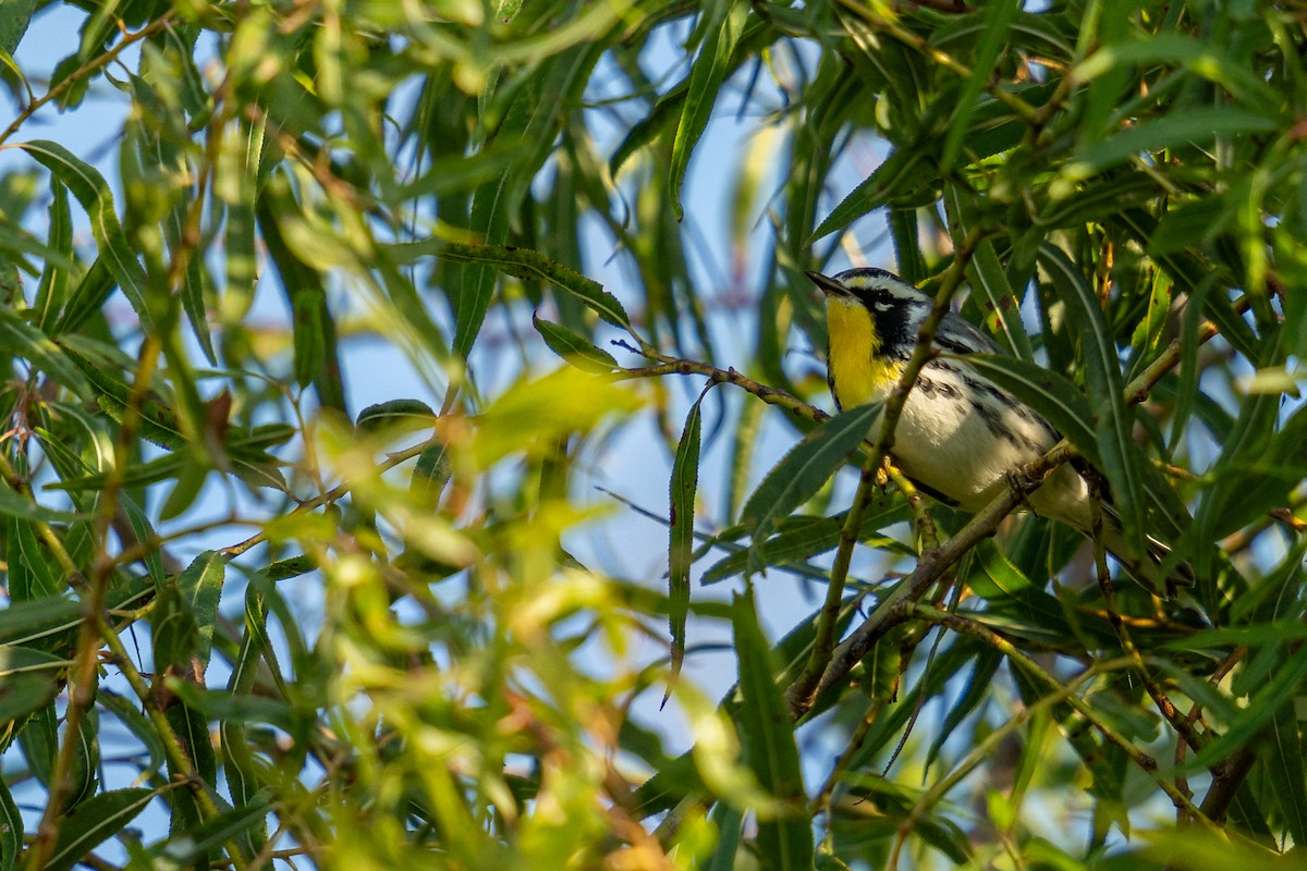 Yellow-throated Warbler - ML624555878