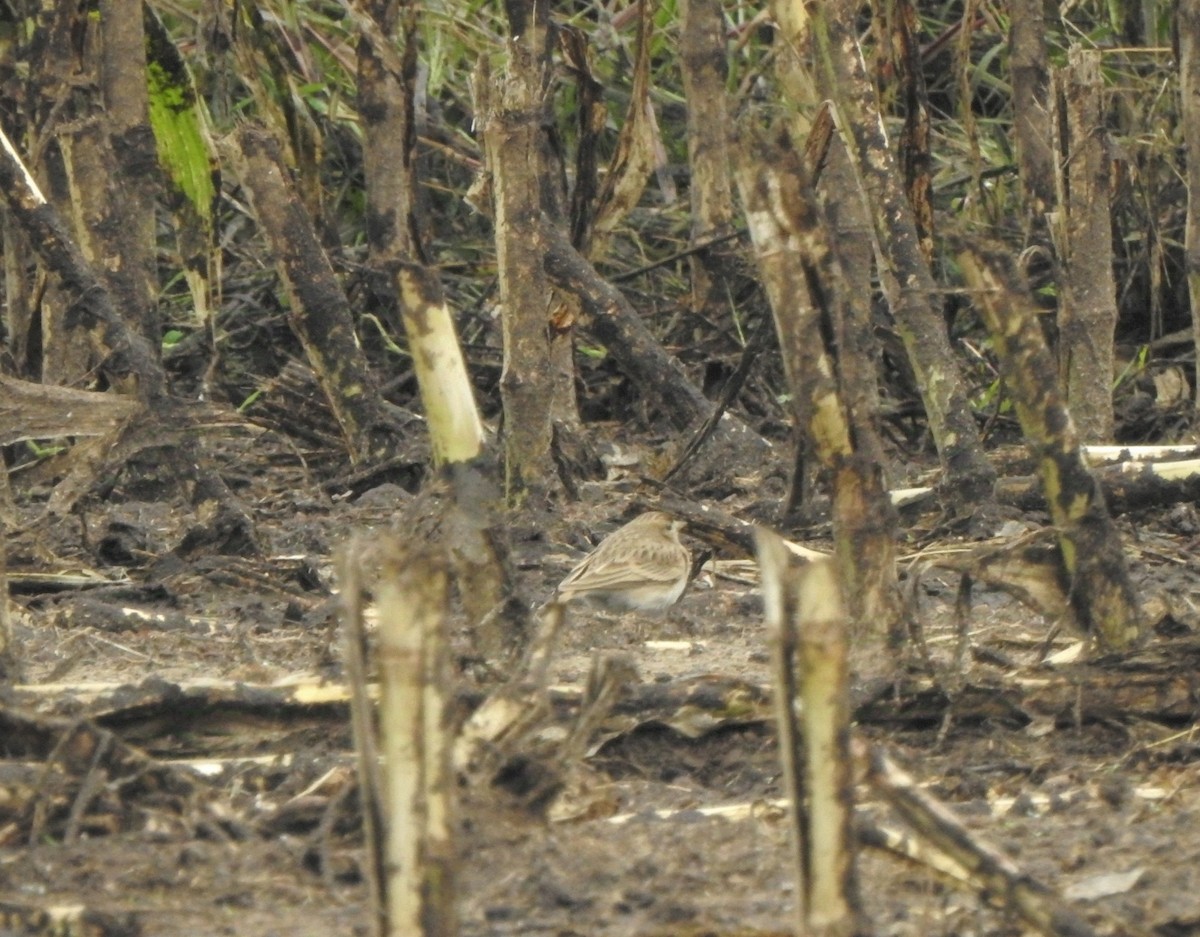 Greater Short-toed Lark - ML624555879