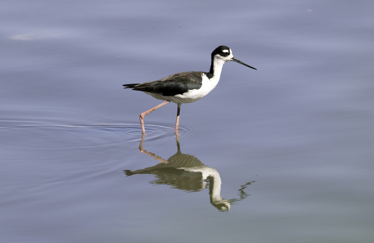 Black-necked Stilt - ML624555880