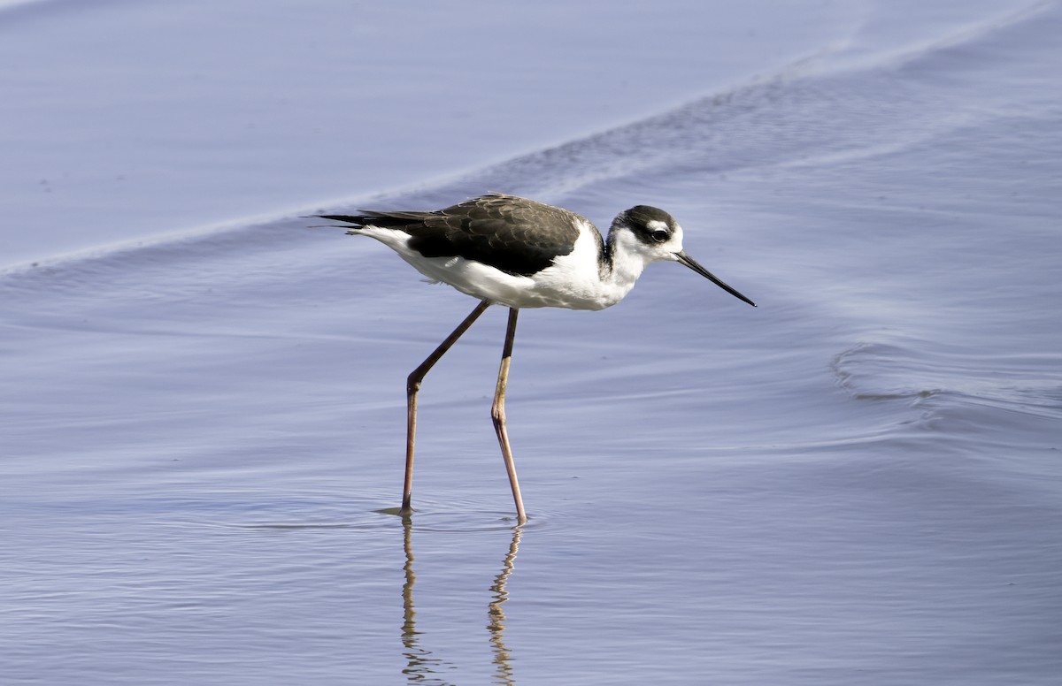 Black-necked Stilt - ML624555881