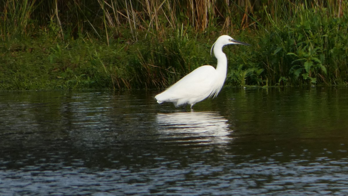 Little Egret - ML624555882