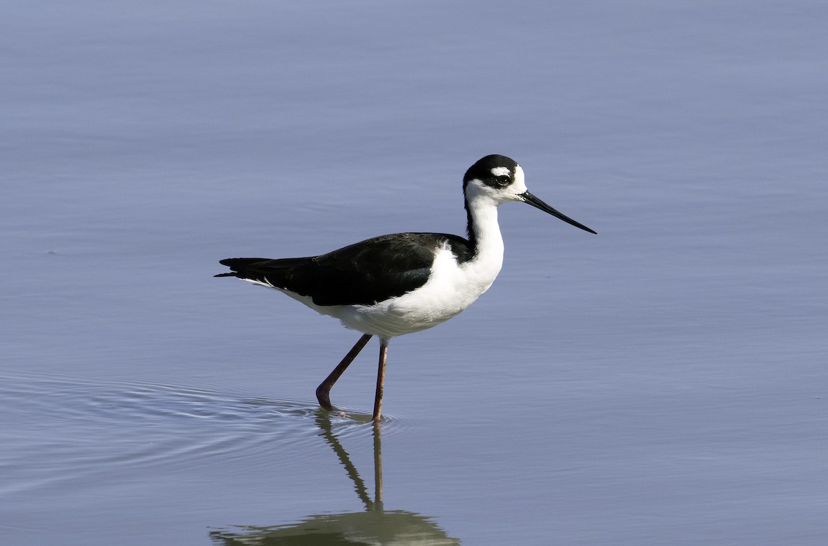 Black-necked Stilt - ML624555883