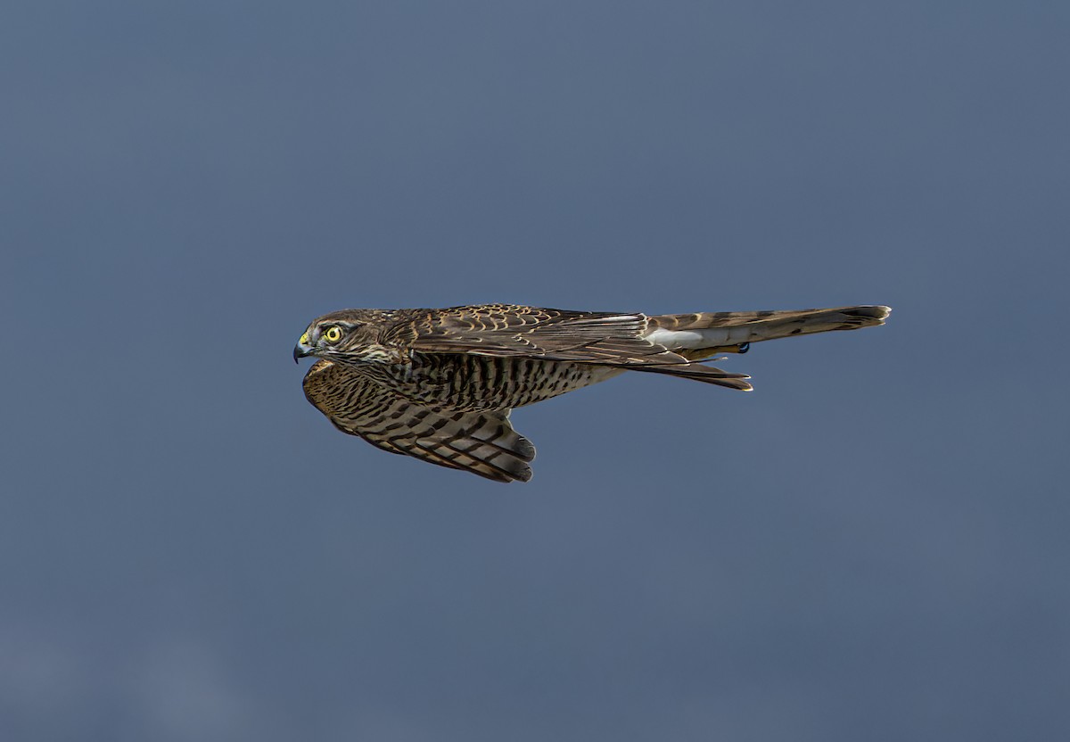 Eurasian Sparrowhawk - ML624555884