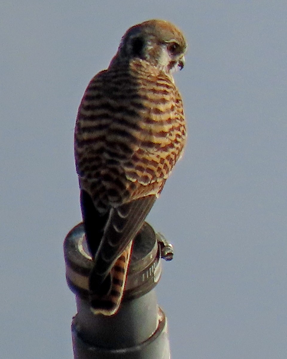 American Kestrel - ML624555885