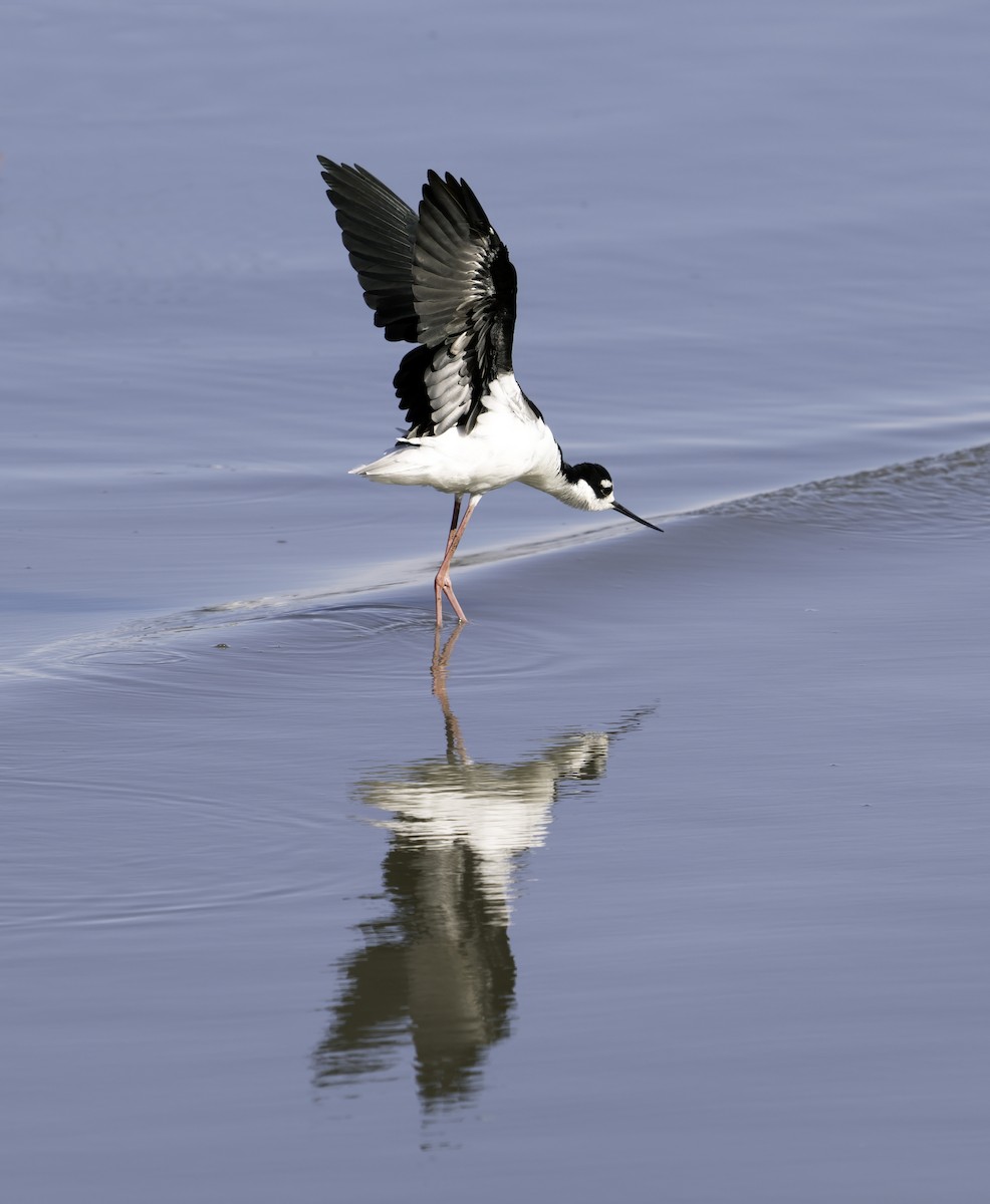 Black-necked Stilt - ML624555886