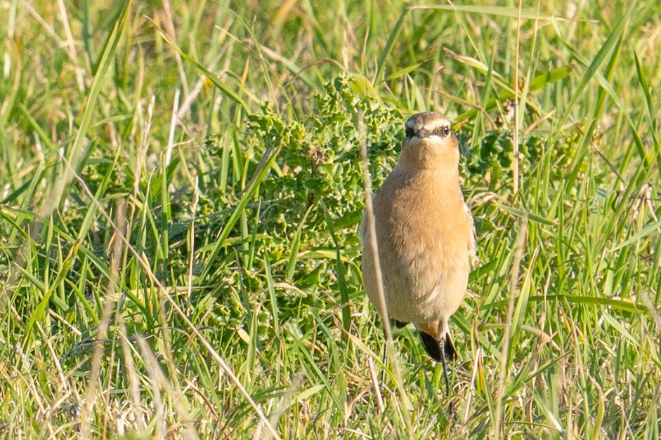 Northern Wheatear - ML624555887